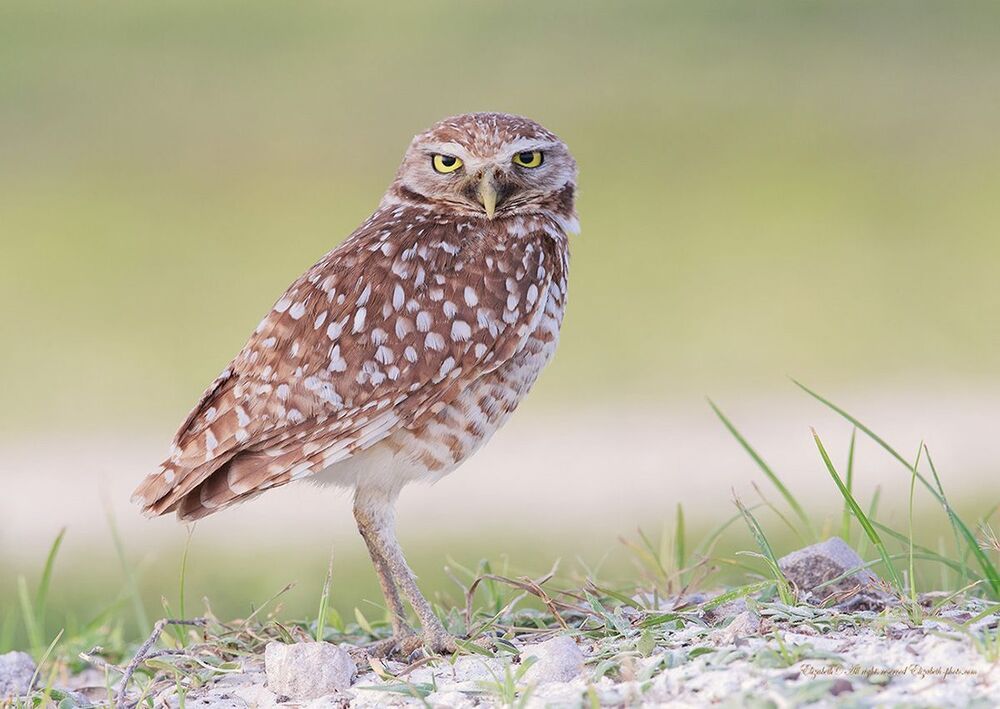 Cычики - Burrowing Owl