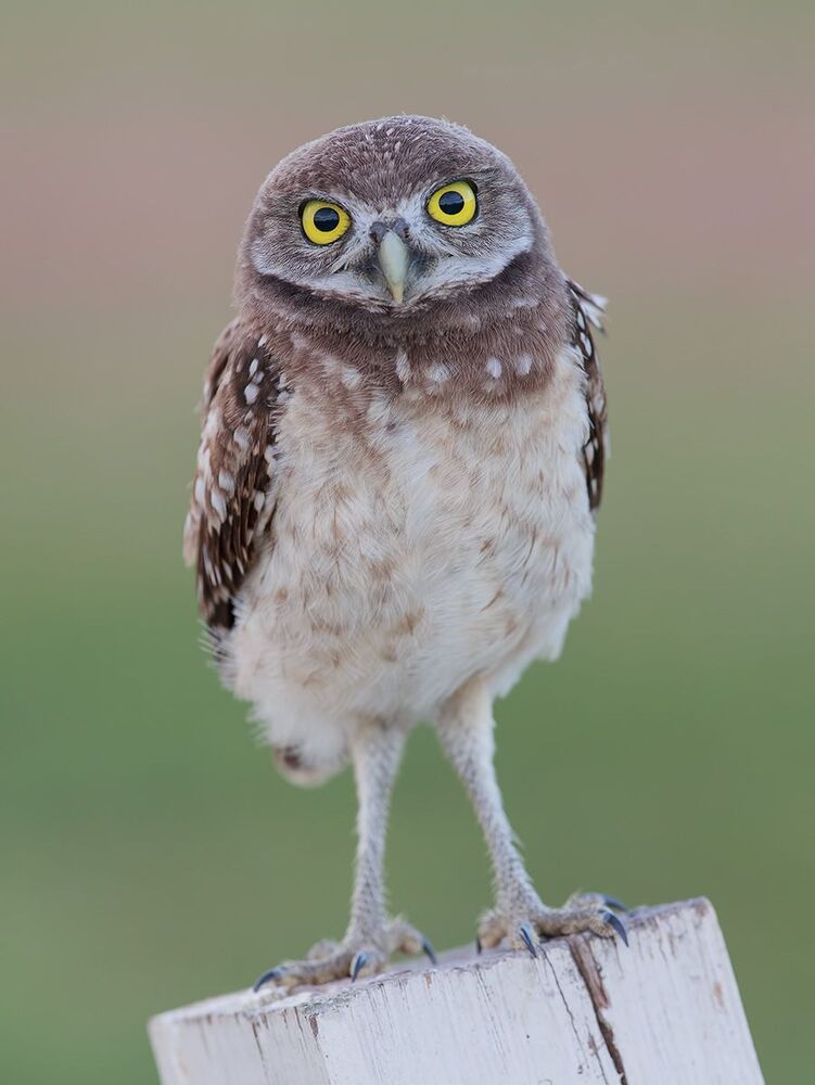 Cычики - Burrowing Owl