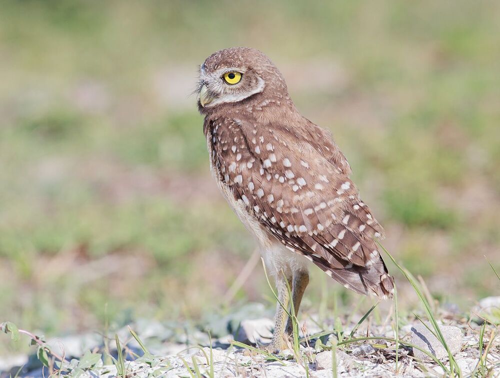 Cычики - Burrowing Owl