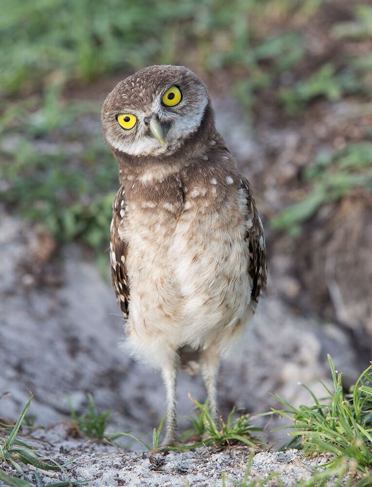 Cычики - Burrowing Owl