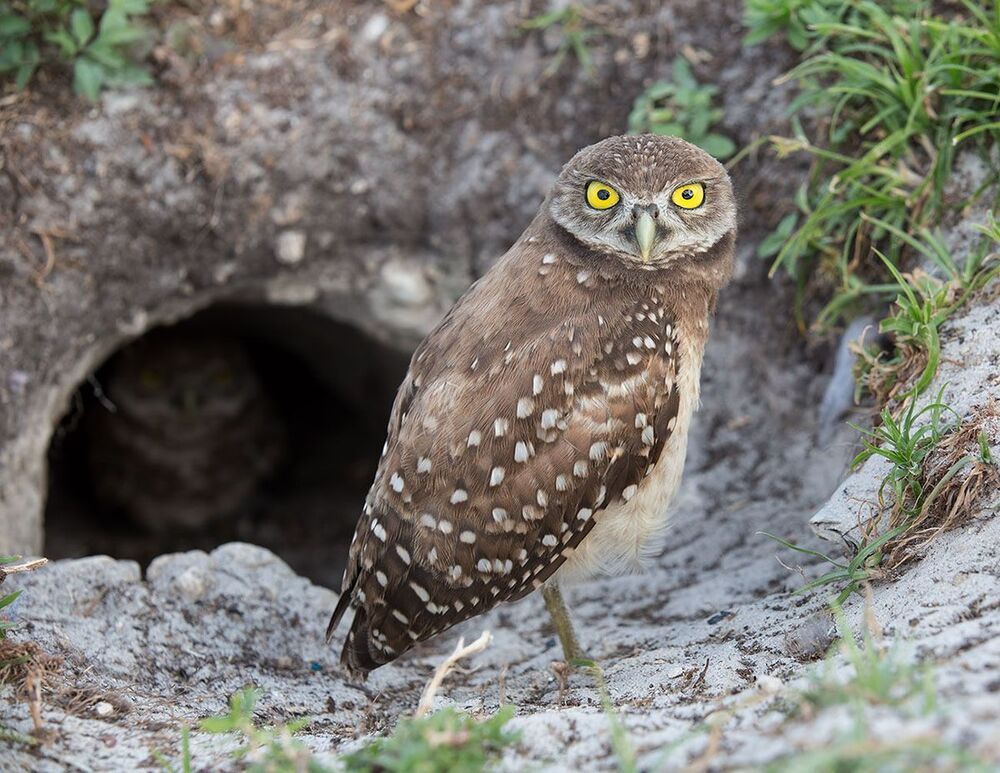 Cычики - Burrowing Owl