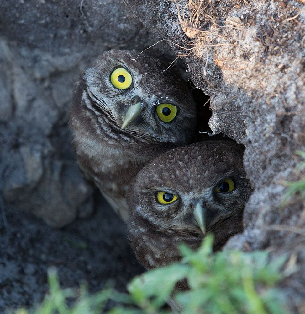 Cычики - Burrowing Owl