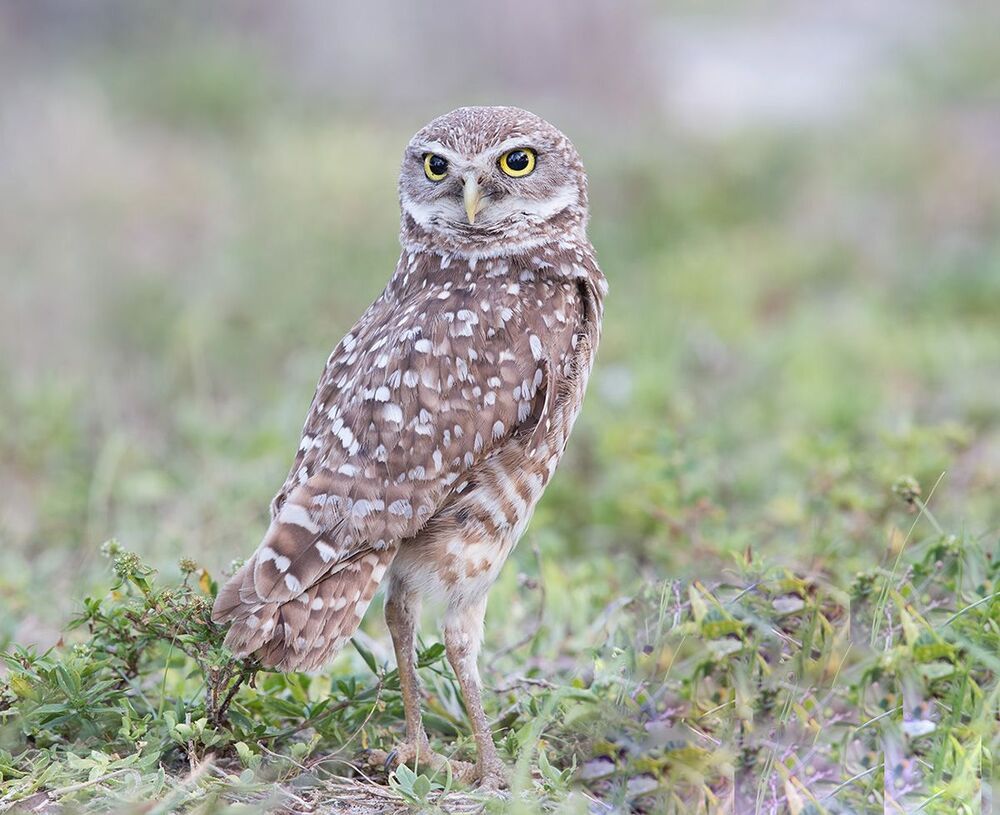 Cычики - Burrowing Owl