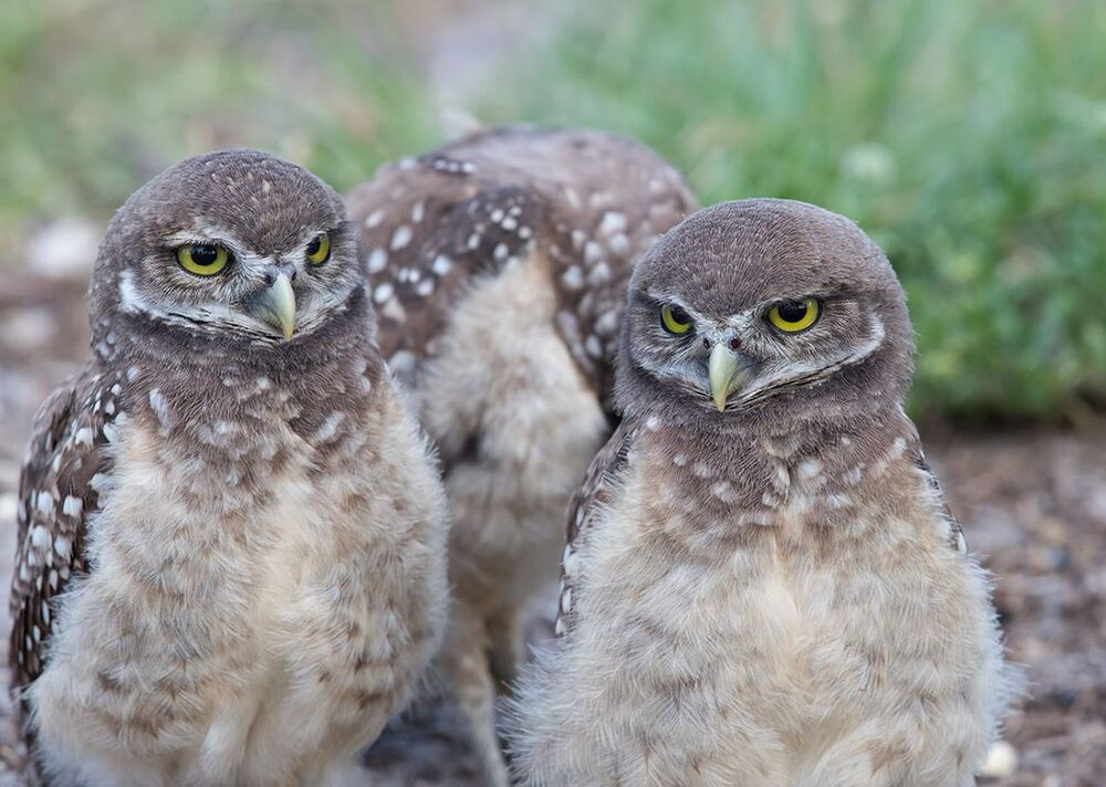 Cычики - Burrowing Owl