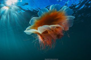 Медуза Цианея волосистая.