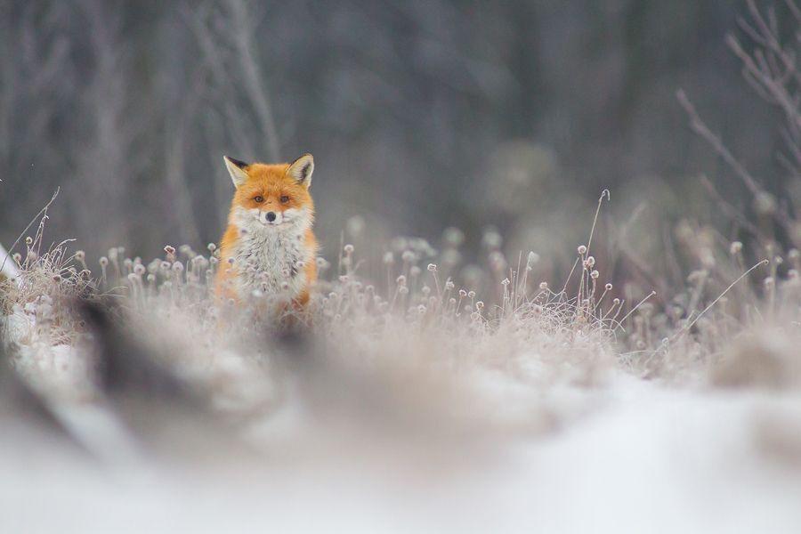 Winter fox