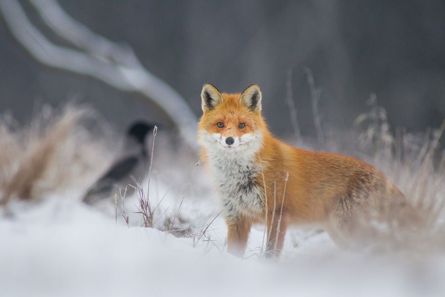 Winter fox