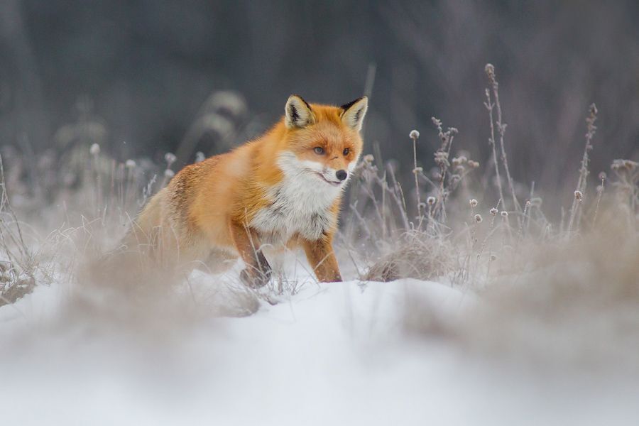 Winter fox