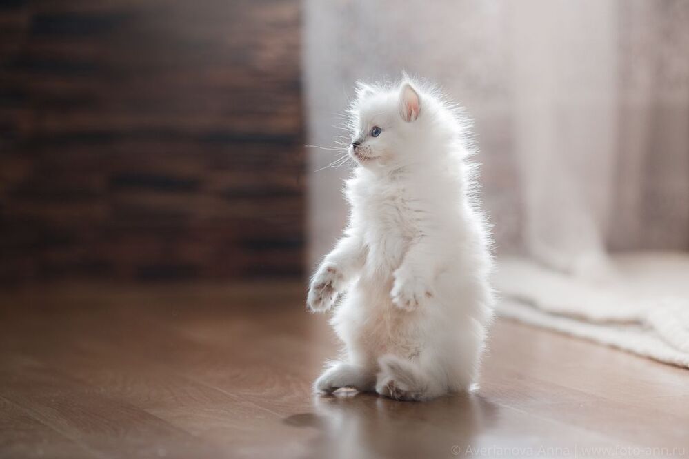 Нежные котята