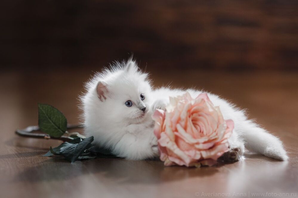 Нежные котята