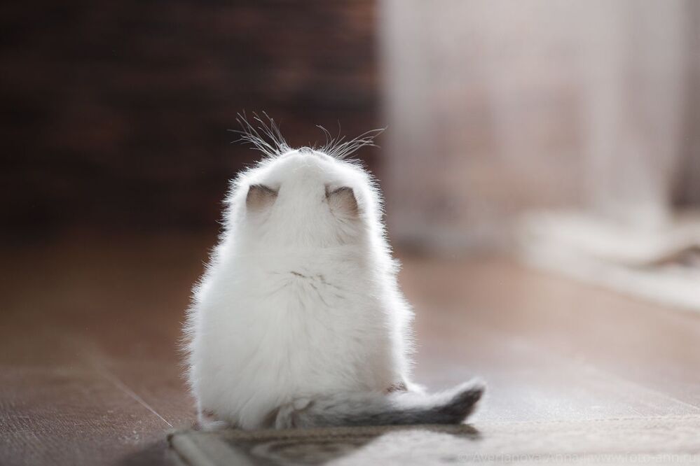 Нежные котята