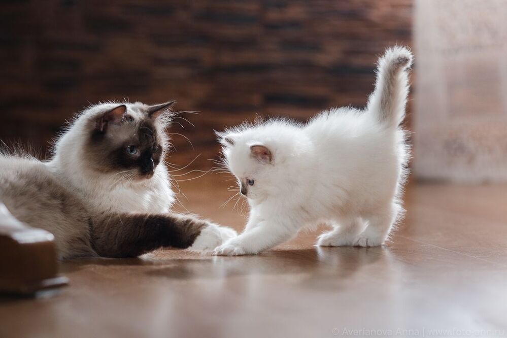 Нежные котята