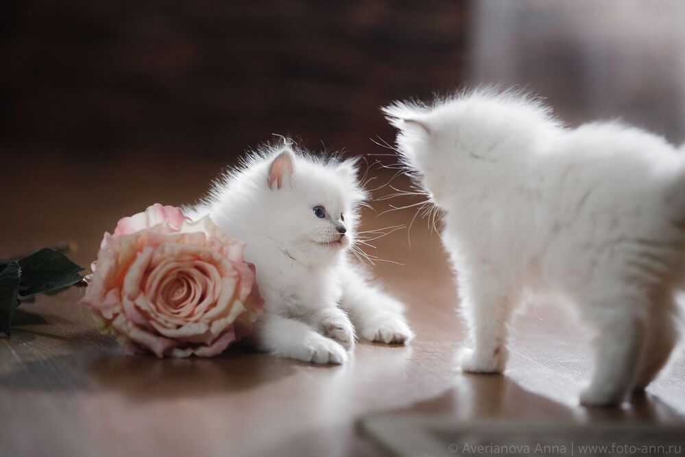 Нежные котята
