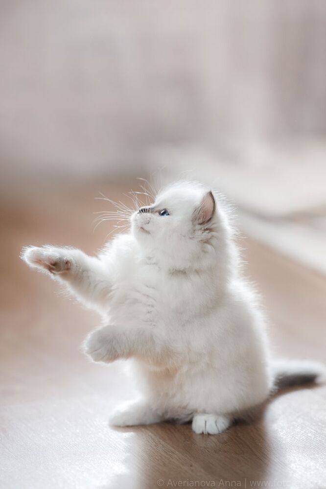 Нежные котята