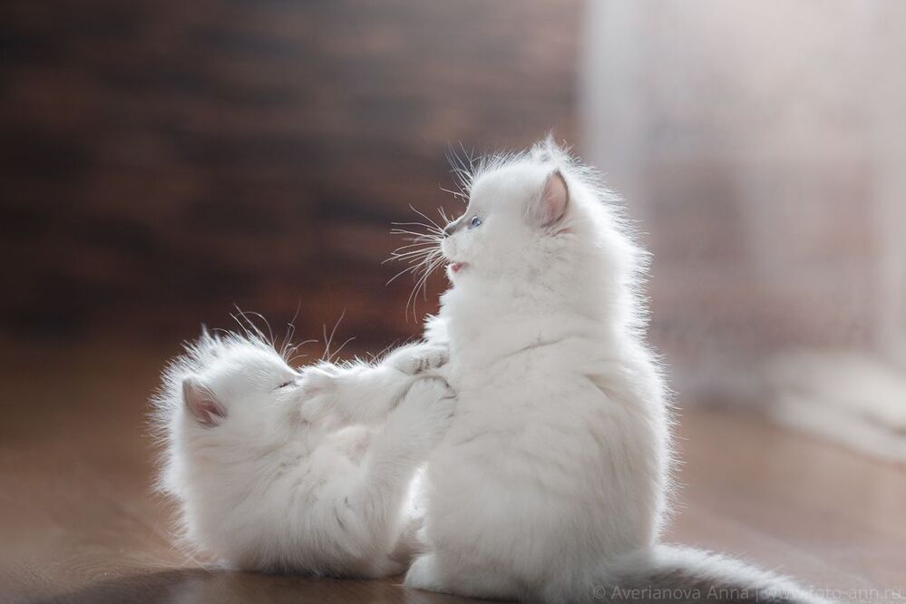 Нежные котята