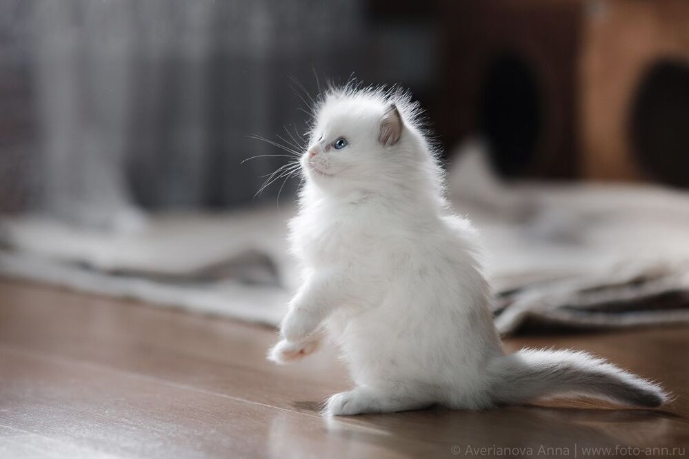 Нежные котята