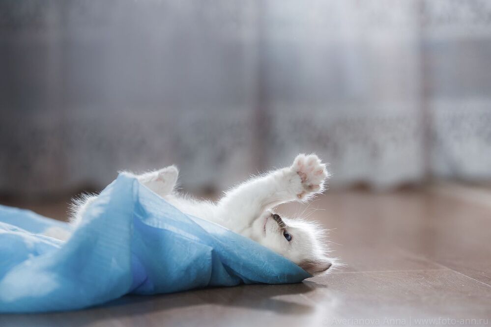 Нежные котята