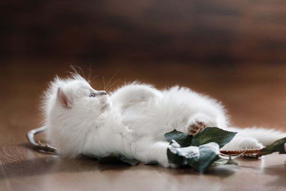 Нежные котята