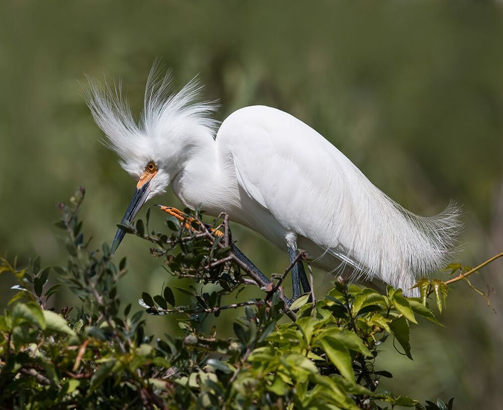 Американская белая цапля - Snowy Egret