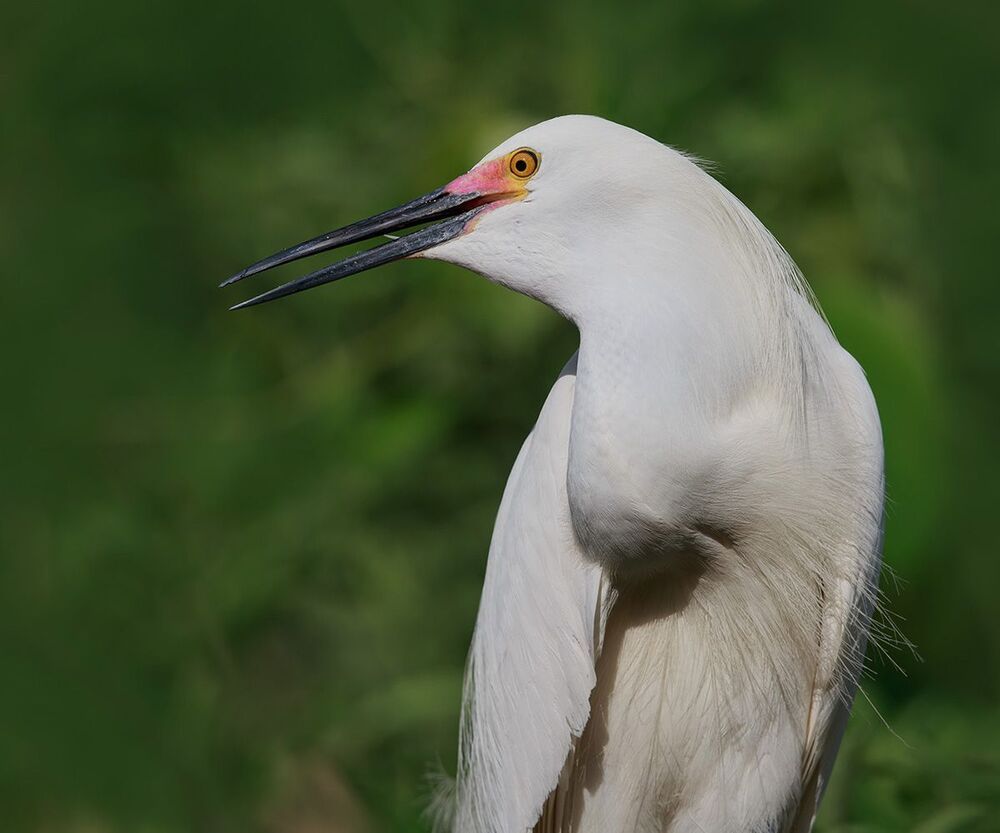 Американская белая цапля - Snowy Egret
