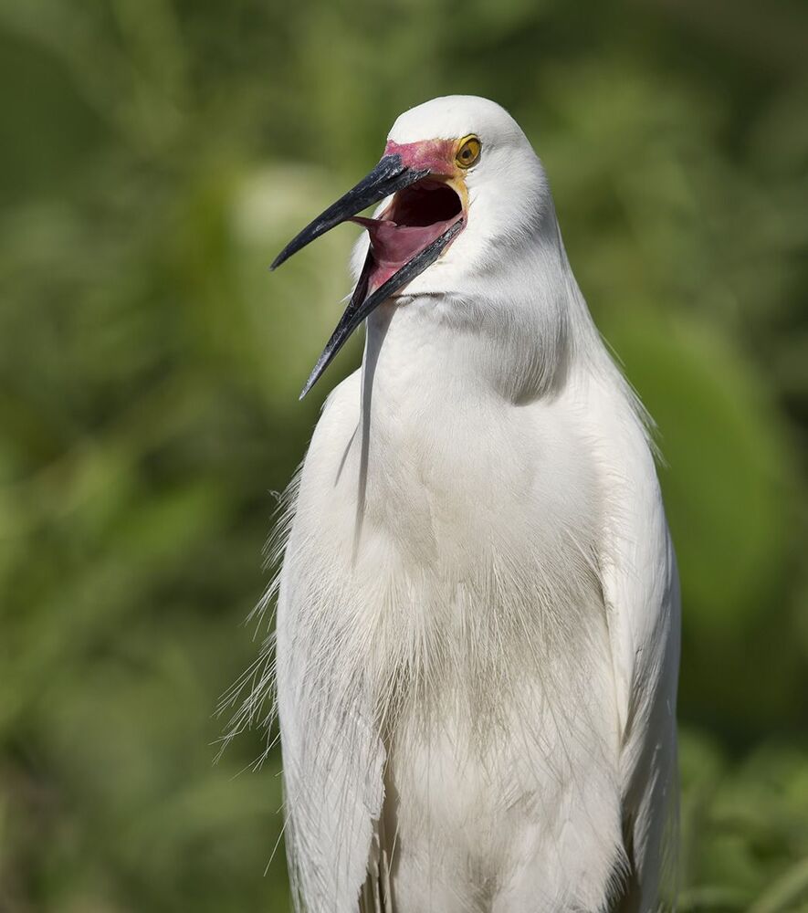 Американская белая цапля - Snowy Egret