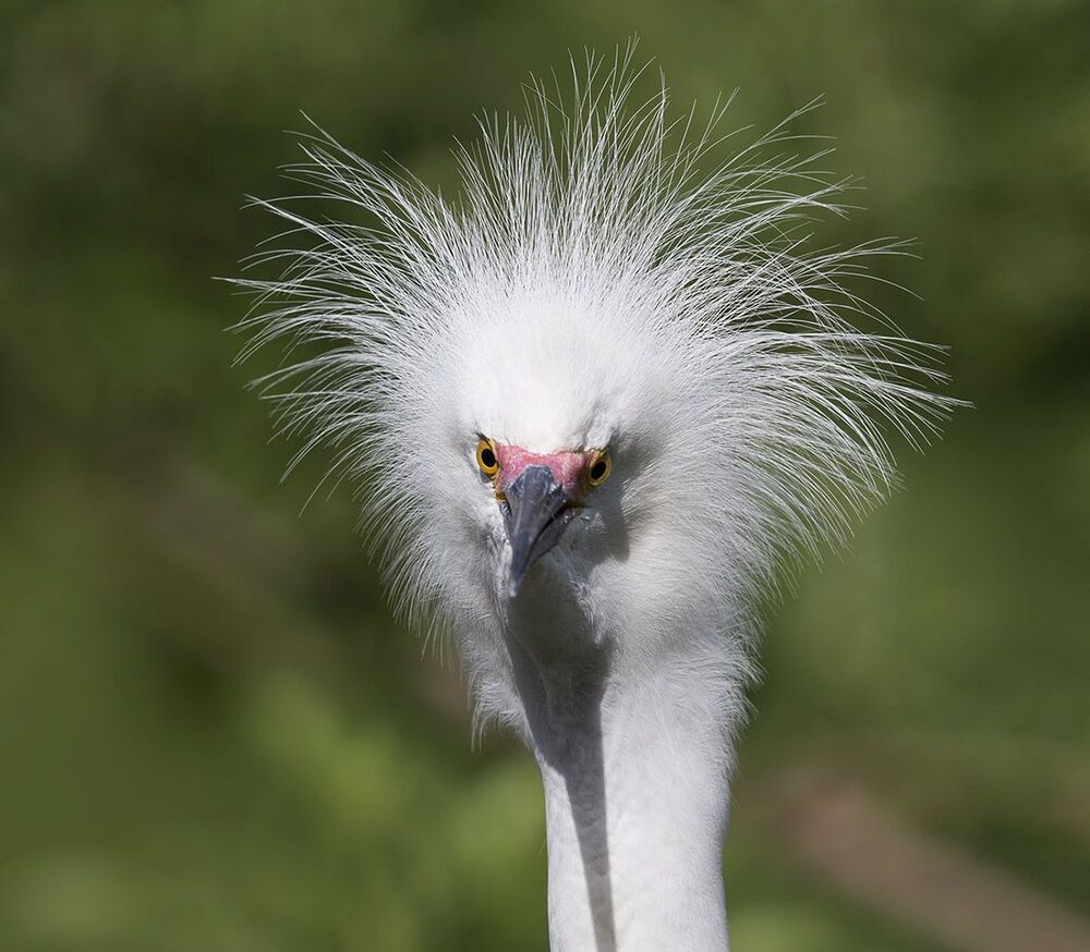 Bad Hair Day!