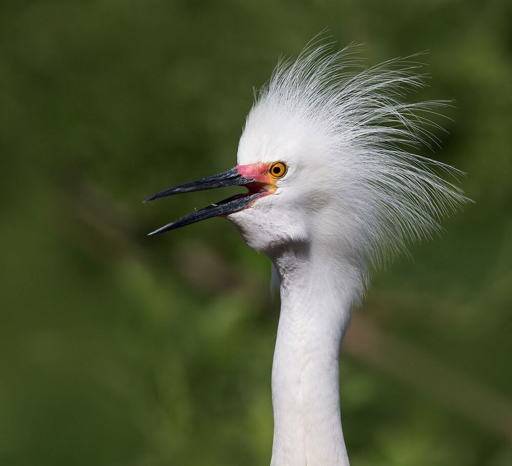 Американская белая цапля - Snowy Egret