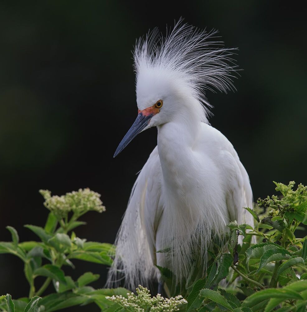 Американская белая цапля - Snowy Egret
