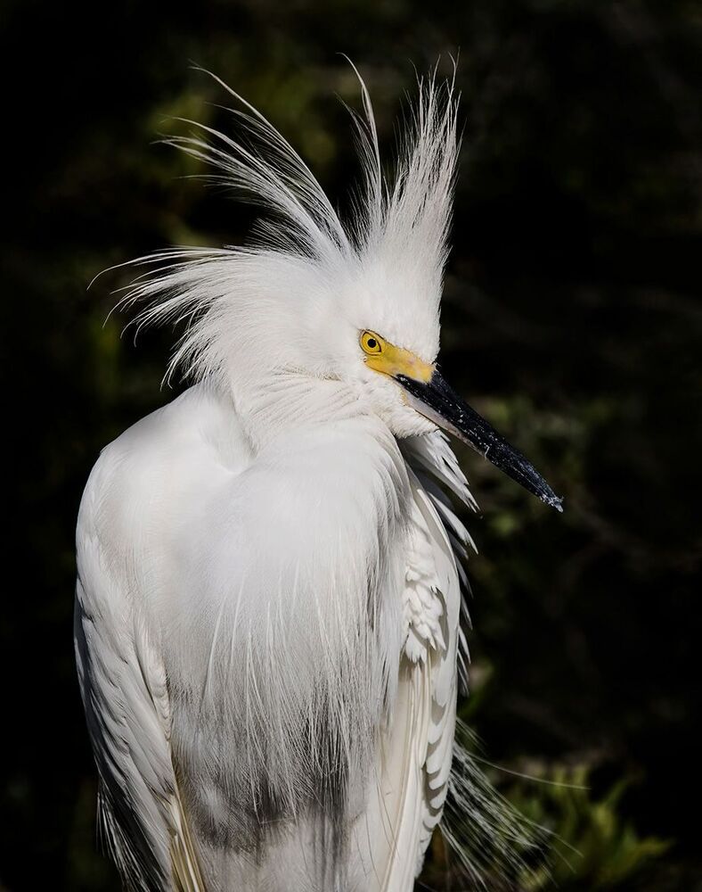 Американская белая цапля - Snowy Egret