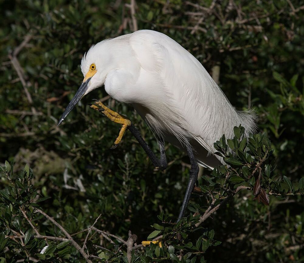 Американская белая цапля - Snowy Egret