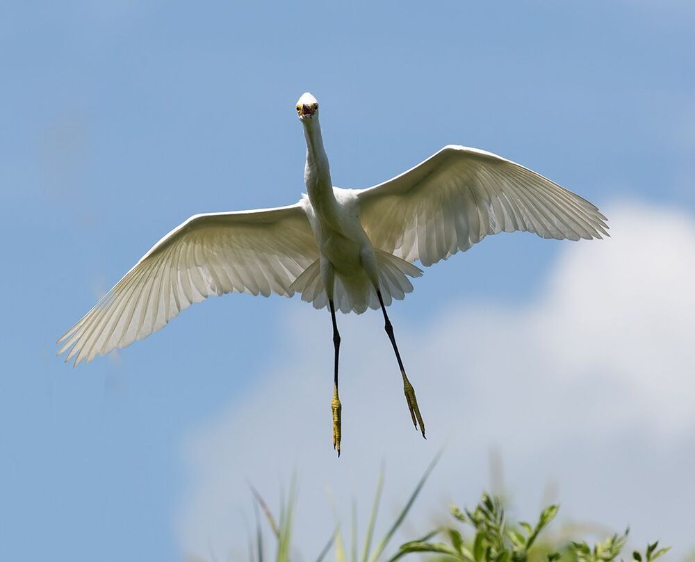 Американская белая цапля - Snowy Egret