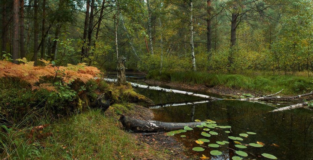 Обмелевшая речка