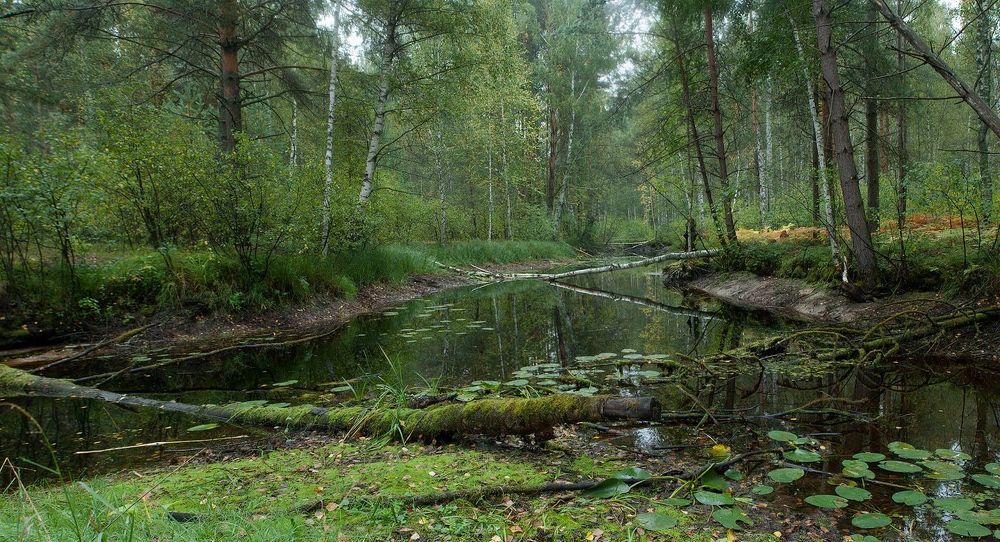 Обмелевшая речка