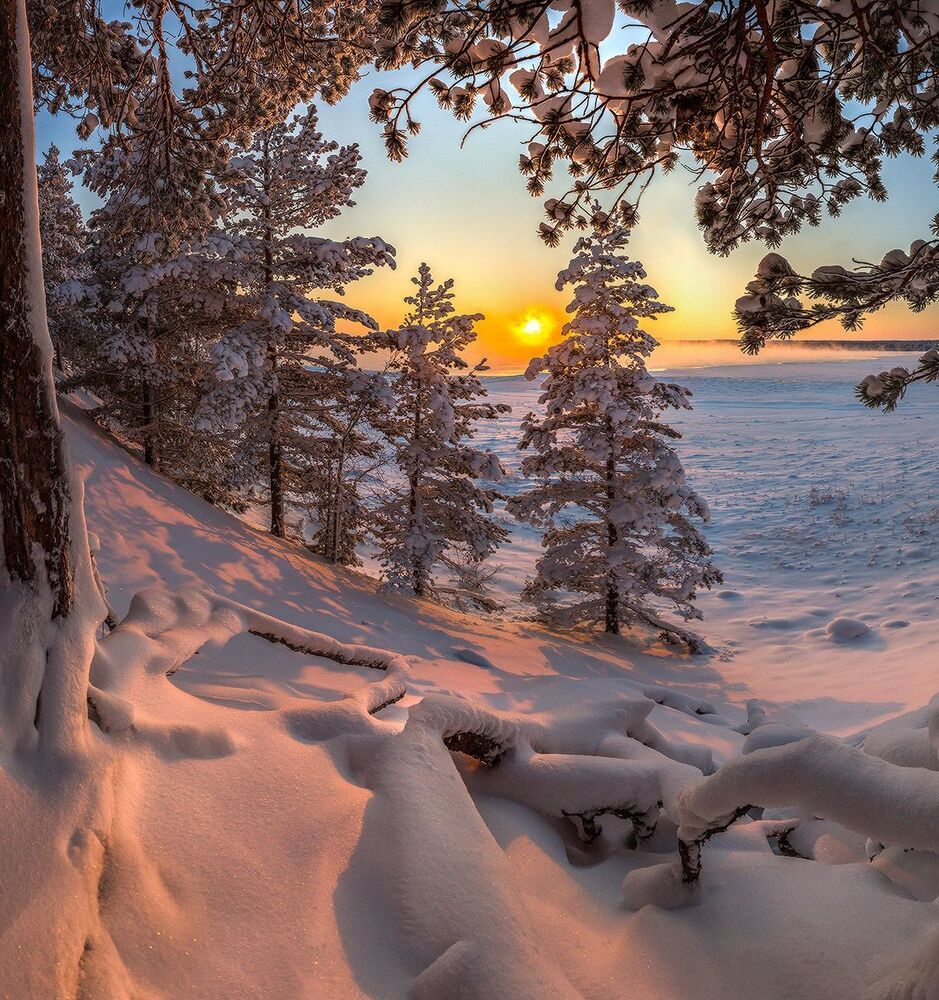 Лес на берегу Ладоги.