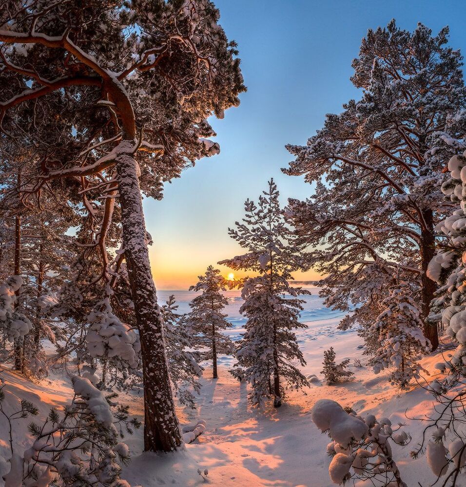 Лес на берегу Ладоги.