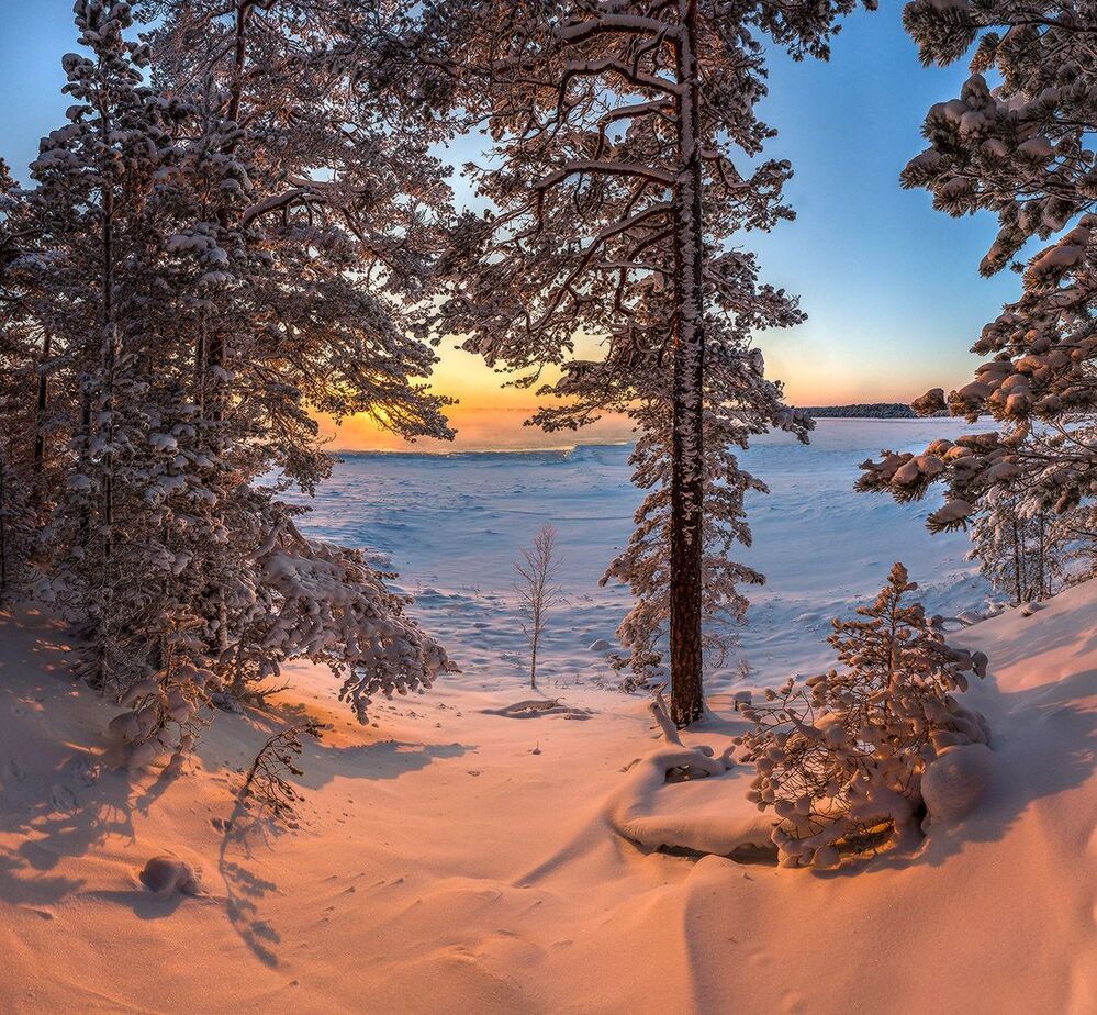 Лес на берегу Ладоги.