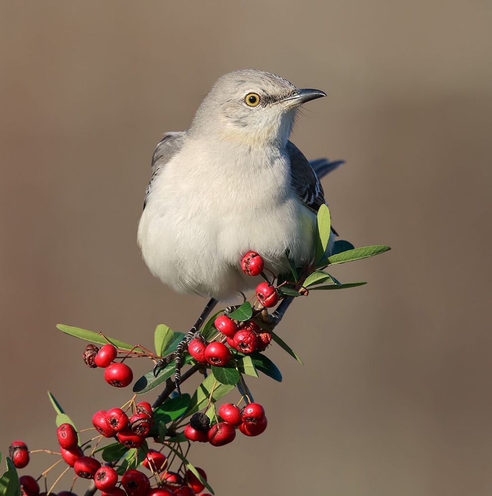 Многоголосый пересмешник - Northern Mockingbird