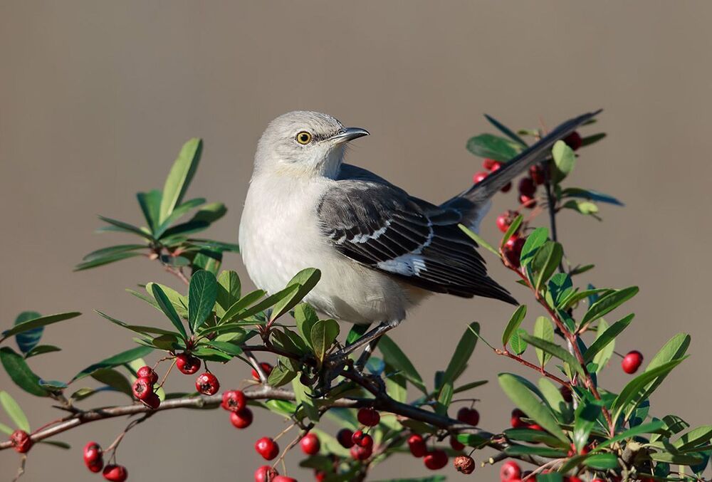 Многоголосый пересмешник - Northern Mockingbird