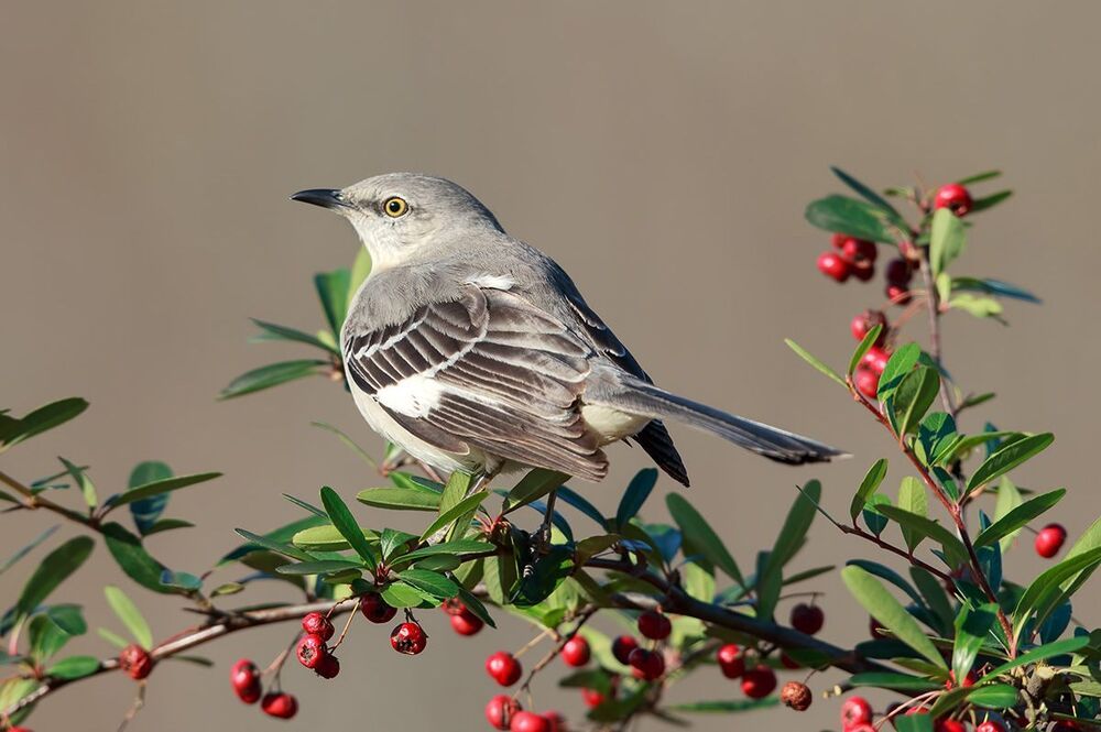 Многоголосый пересмешник - Northern Mockingbird