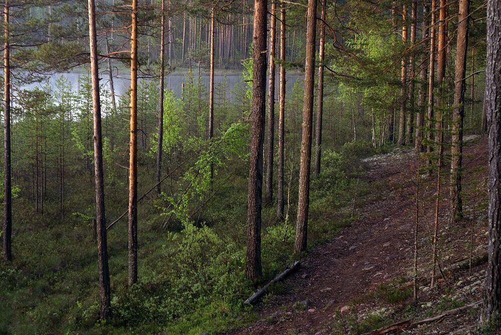 Самым первым летним утром