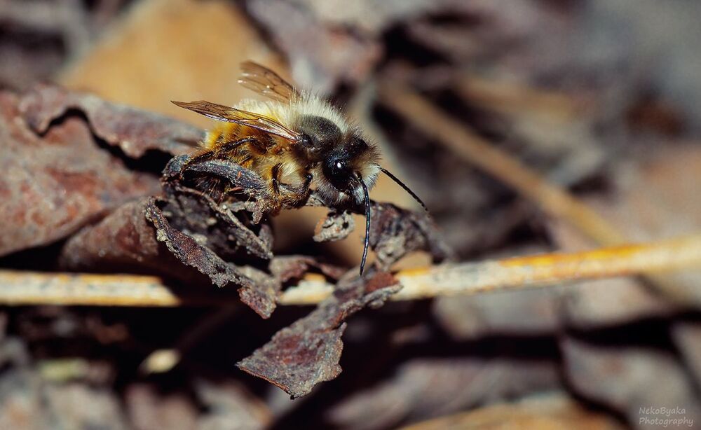 small Osmia rufa