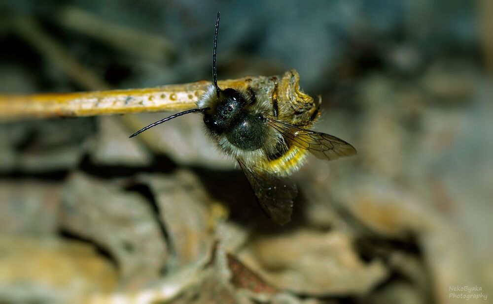 small Osmia rufa