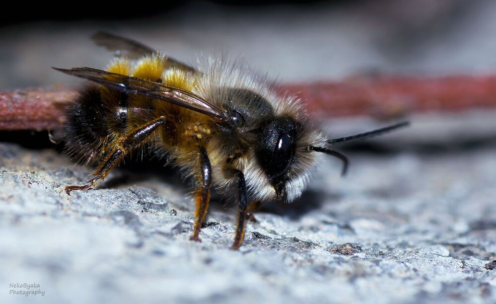 small Osmia rufa