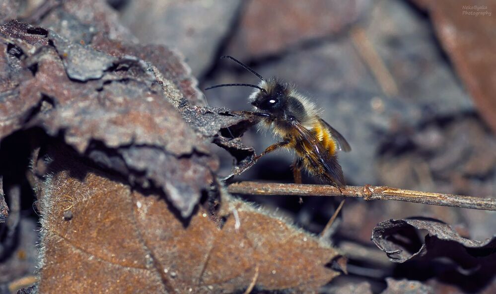 small Osmia rufa