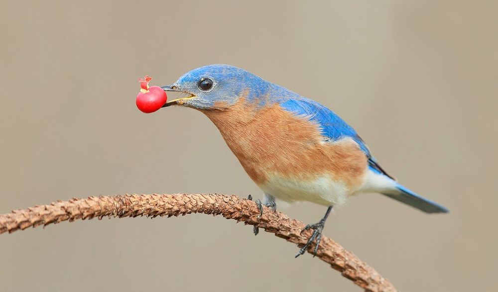 Восточная сиалия c ягодами - Eastern Bluebird with berries