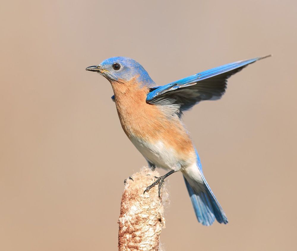 Восточная сиалия c ягодами - Eastern Bluebird with berries