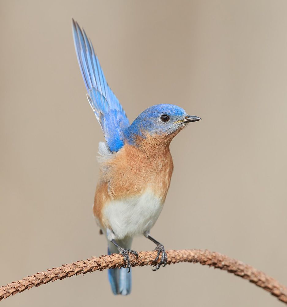 Восточная сиалия c ягодами - Eastern Bluebird with berries