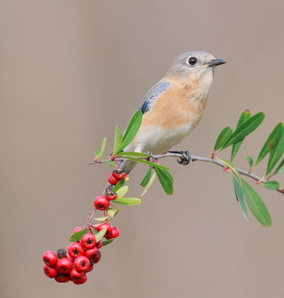 Восточная сиалия c ягодами - Eastern Bluebird with berries