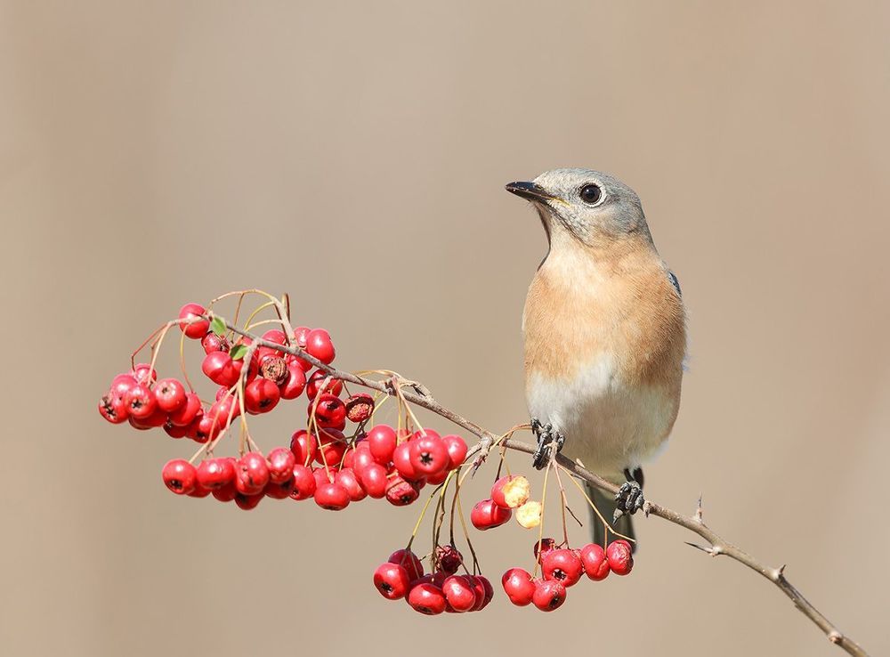 Восточная сиалия c ягодами - Eastern Bluebird with berries