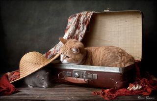 Безбилетный пассажир